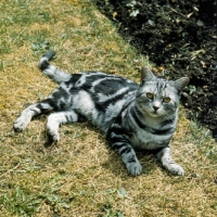 Picture of champion lowenhaus fingal, silver tabby cat 