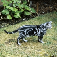 Picture of champion lowenhaus fingal, silver tabby cat 