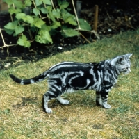 Picture of champion lowenhaus fingal, silver tabby cat 