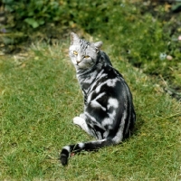 Picture of champion lowenhaus fingal, silver tabby cat, champion lowenhaus fingal