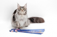 Picture of champion Maine Coon, Silver Classic Tabby colour, white background