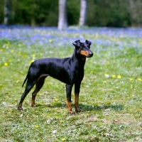 Picture of champion manchester terrier on grass