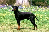 Picture of champion manchester terrier with bluebells