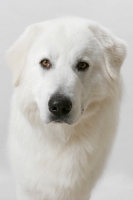 Picture of Champion Maremma Sheepdog portrait