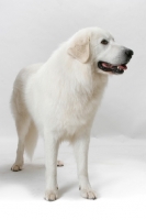 Picture of Champion Maremma Sheepdog