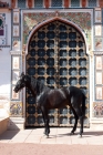 Picture of champion marwari stallion at Rohet Garh, India