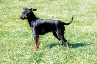 Picture of Champion Miniature Pinscher, black and tan colour
