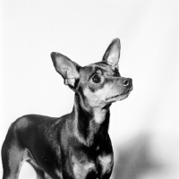 Picture of champion miniature pinscher looking up