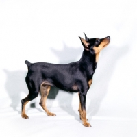 Picture of champion miniature pinscher looking up