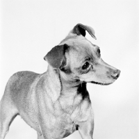 Picture of champion miniature pinscher looking away