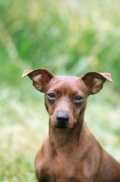 Picture of Champion Miniature Pinscher portrait