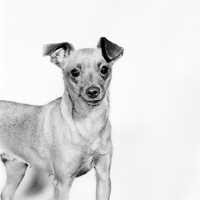 Picture of champion miniature pinscher