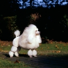 Picture of champion miniature poodle in show clip, ch stanlyn cleopatra (gigi)