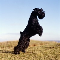 Picture of champion miniature schnauzer jumping up