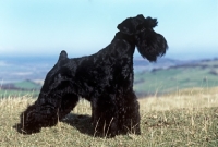 Picture of champion miniature schnauzer, standing on a hilltop