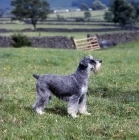 Picture of champion miniature schnauzer