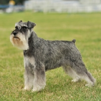 Picture of champion Miniature Schnauzer