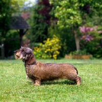 Picture of champion miniature wire haired dachshund on grass