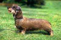 Picture of champion miniature wire haired dachshund from drakesleat