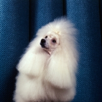 Picture of champion miradel camilla, white miniature poodle looking up