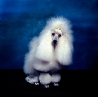 Picture of champion miradel camilla, white miniature poodle in studio