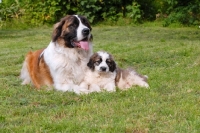 Picture of Champion Moscow Guard dog with puppy