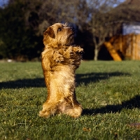 Picture of champion norfolk terrier begging