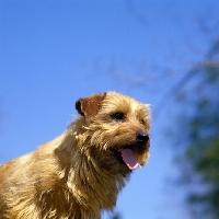Picture of champion norfolk terrier head shot