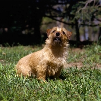 Picture of champion norfolk terrier sitting on grass