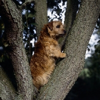 Picture of champion norfolk terrier sitting in a tree