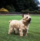 Picture of champion norwich terrier barking