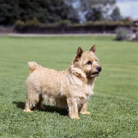 Picture of champion norwich terrier on grass