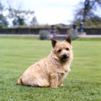 Picture of champion norwich terrier sitting on a lawn