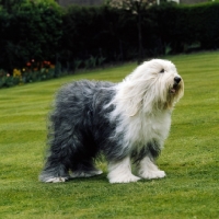 Picture of champion old english sheepdog standing on grass 
