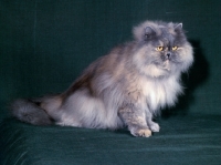 Picture of champion opal of pensford, blue cream long hair cat