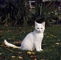 Picture of champion orange eyed white short hair cat on grass with leaves