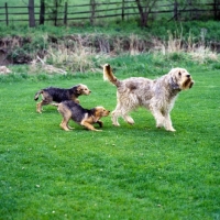 Picture of champion otterhound and two puppies playing