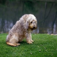 Picture of champion otterhound sitting on grass