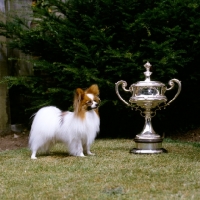 Picture of champion papillon, ch caswell coppertiger