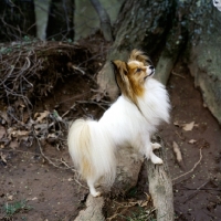 Picture of champion papillon