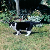 Picture of champion pathfinders barry, bi-coloured short hair cat, black and white, wondering where to prowl