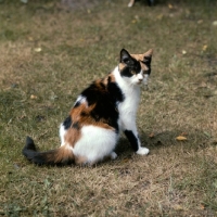 Picture of champion pathfinders rachel, tortoiseshell and white short haired cat