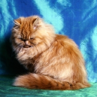 Picture of champion pathfinders rose red, red self cat