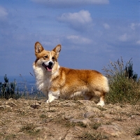 Picture of champion pembroke corgi standing on high ground