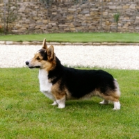 Picture of champion pembroke corgi