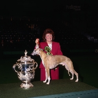 Picture of champion pencloe dutch gold, whippet wins bis crufts 1992, with owner, morag bolton 