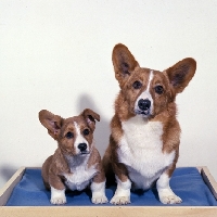 Picture of champion pim of critum, cardigan corgi and puppy sitting on a blanket