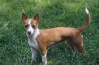 Picture of Champion Podengo Portuguese Pequeno