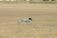 Picture of champion pointer at field trial in full speed