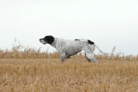 Picture of champion pointer pointing